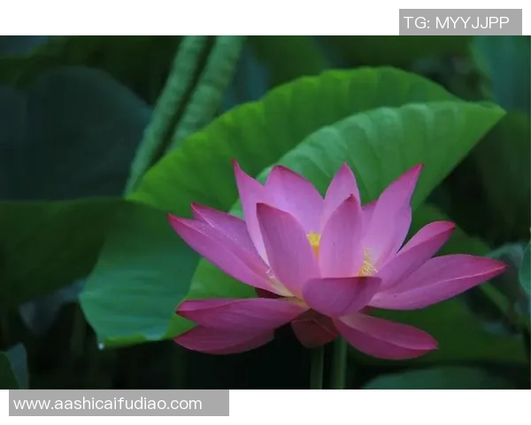 像夏雨一样充满激情与执着的足球球星是谁 他的球场表现让人难以忘怀 像夏雨一样充满激情与执着的足球球星是谁 他的球场表现让人难以忘怀